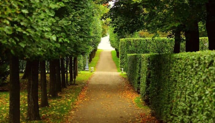 best hedge trimmers