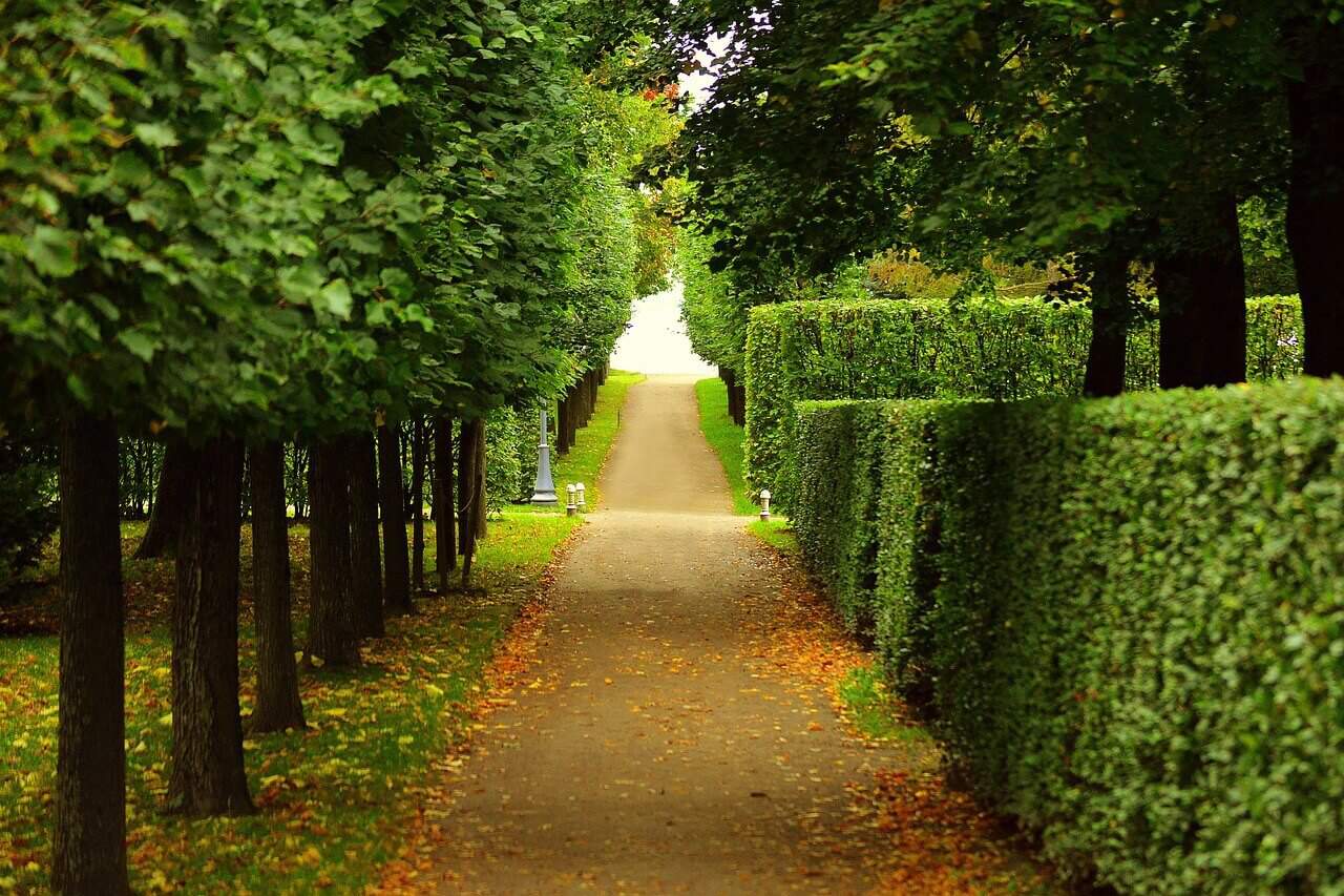best hedge trimmers