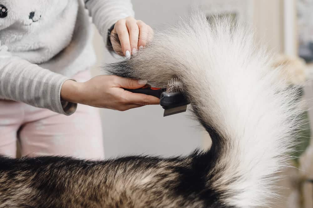 best pet hair removal tools