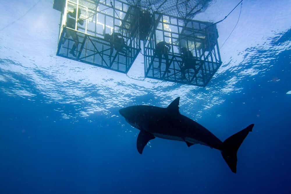 best shark cage diving