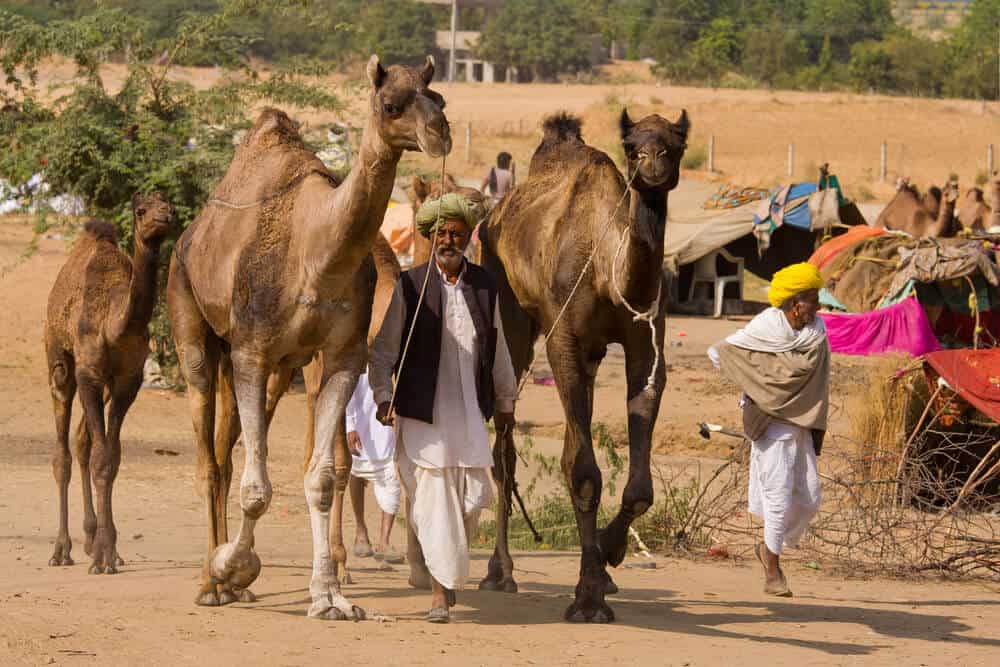 things to do in pushkar