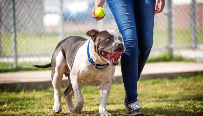 best dog ball launchers