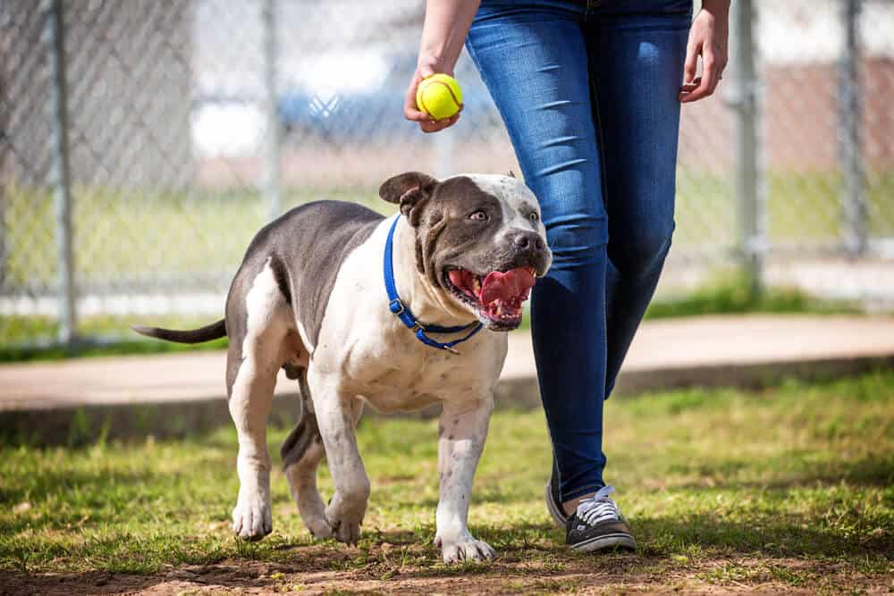 best dog ball launchers