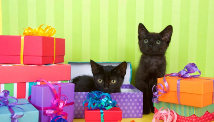 best gifts for cat lovers