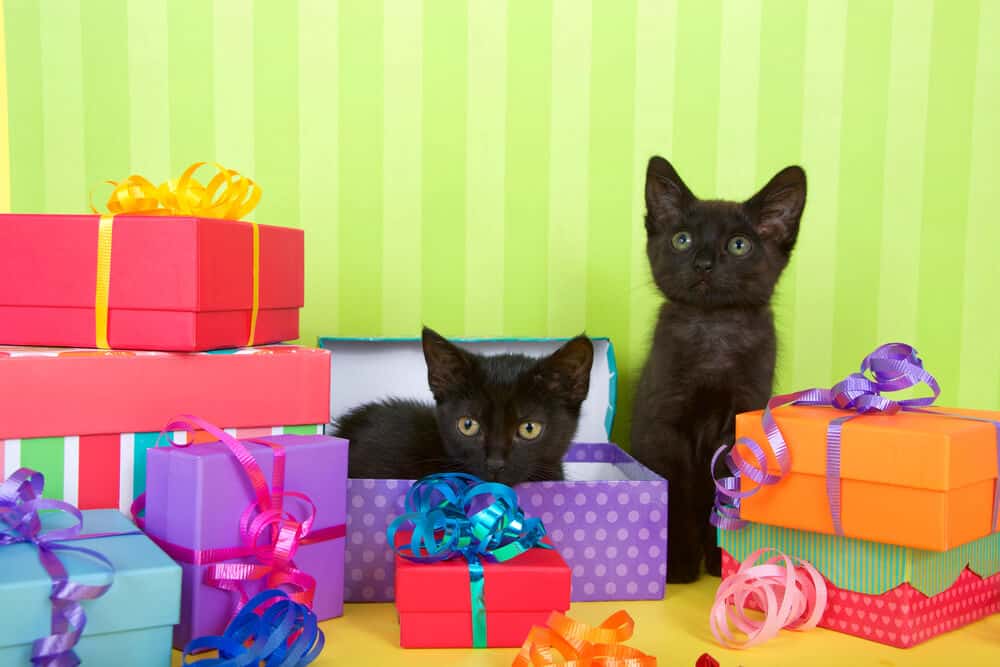 best gifts for cat lovers