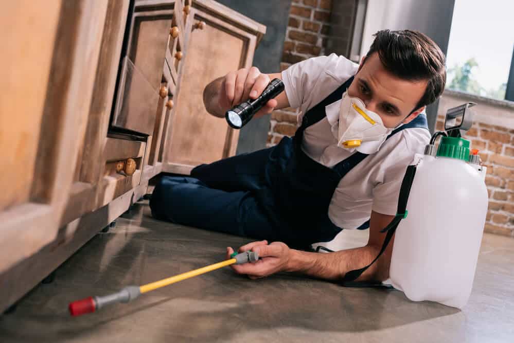best pest control experts melbourne