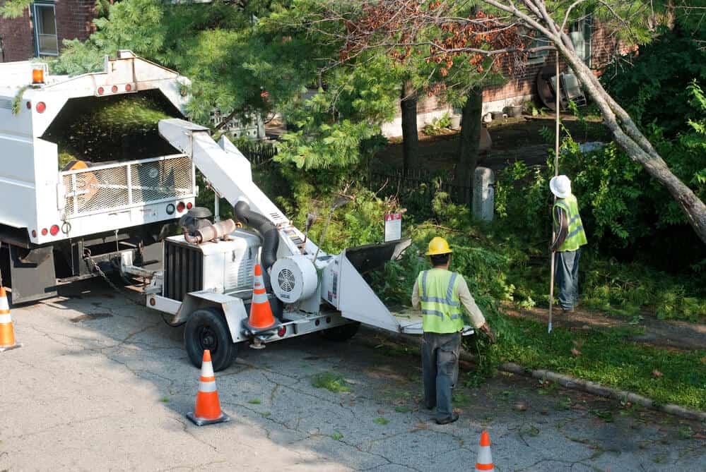 best tree services melbourne
