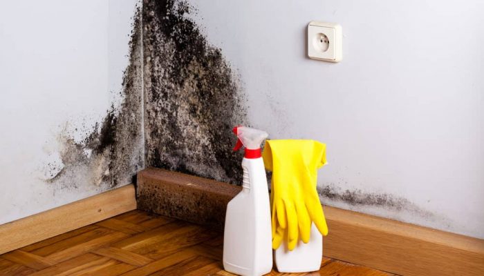 best mould removers australia